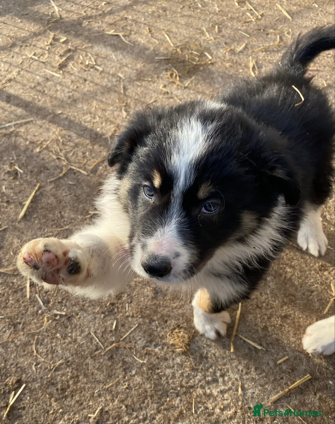 Border Collie dogs for stud: ISDS & KC, well proven, health tested clear stud in Darlington - Advert 15