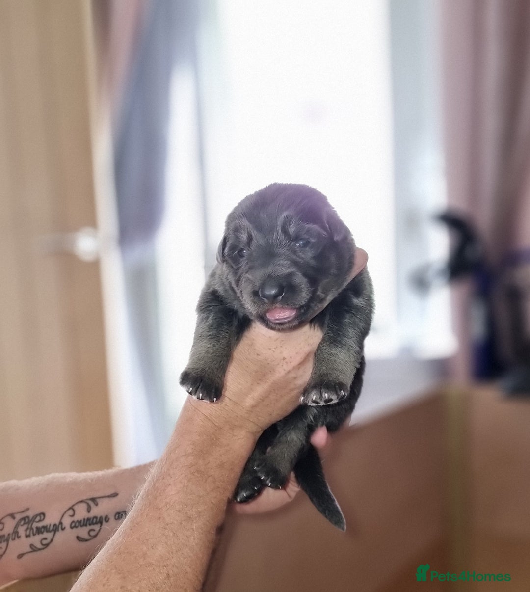 German Shepherd dogs for sale:  kc,health tested straight back german shepherd - Image 11