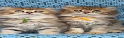 British Longhair cats for sale: British Longhair golden shaded kittens TICA - Advert 8
