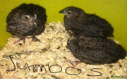 Quail poultry for sale: JUMBO QUAIL CHICKS & SEXED JUMBOS ! - Image 23