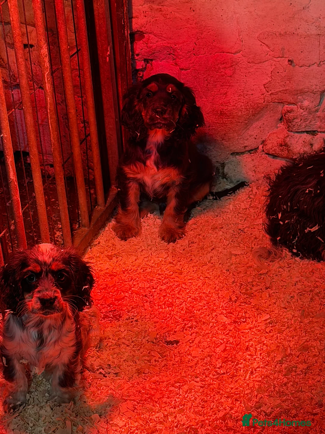 Cocker Spaniel dogs for sale: Stunning ideal family pups  - Advert 17