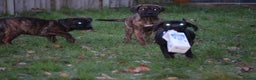 Presa Canario dogs for sale: Presa Canario Puppies (Recognised Breeder) - Advert 3