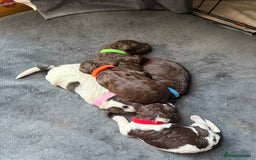 Sproodle dogs for sale:  Gorgeous F2 Sproodle Puppies – Family Raised  - Image 15