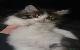 Mixed Breed cats for sale: Fluffy Kittens For Sale  - Image 2