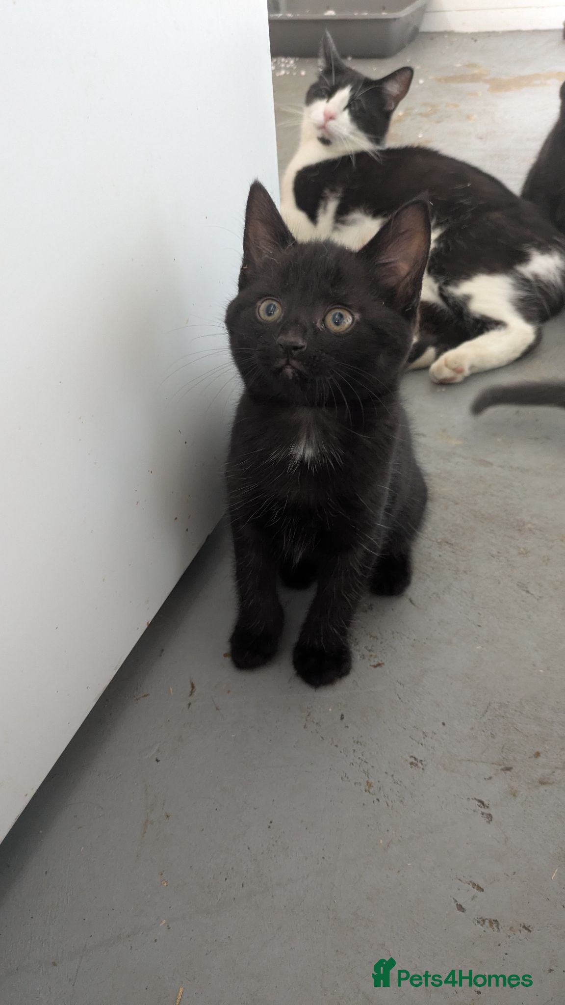 British Longhair cats 1 black male and 1 black female kittens for sale - Advert 16