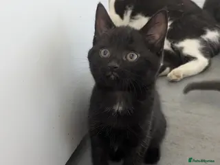British Longhair cats 1 black male and 1 black female kittens for sale - Advert 16