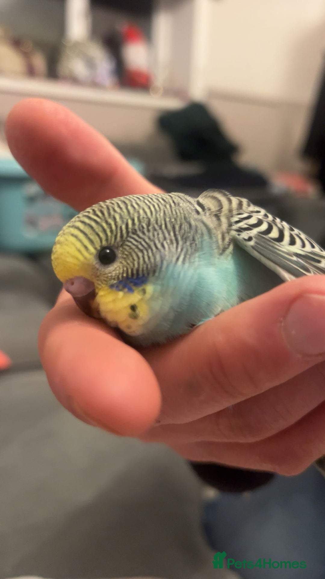 Budgerigars birds for sale: Baby budgies  - Advert 3