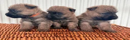 Cairn Terrier dogs for sale: Stunning KC reg cairn terrier pups  - Advert 15