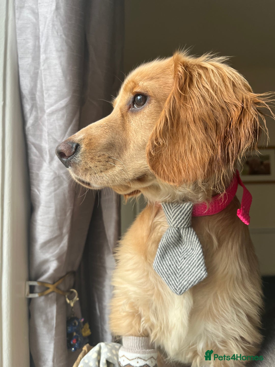 Cocker Spaniel dogs for sale: Ruby the cocker “trained and fully health checked” - Image 10