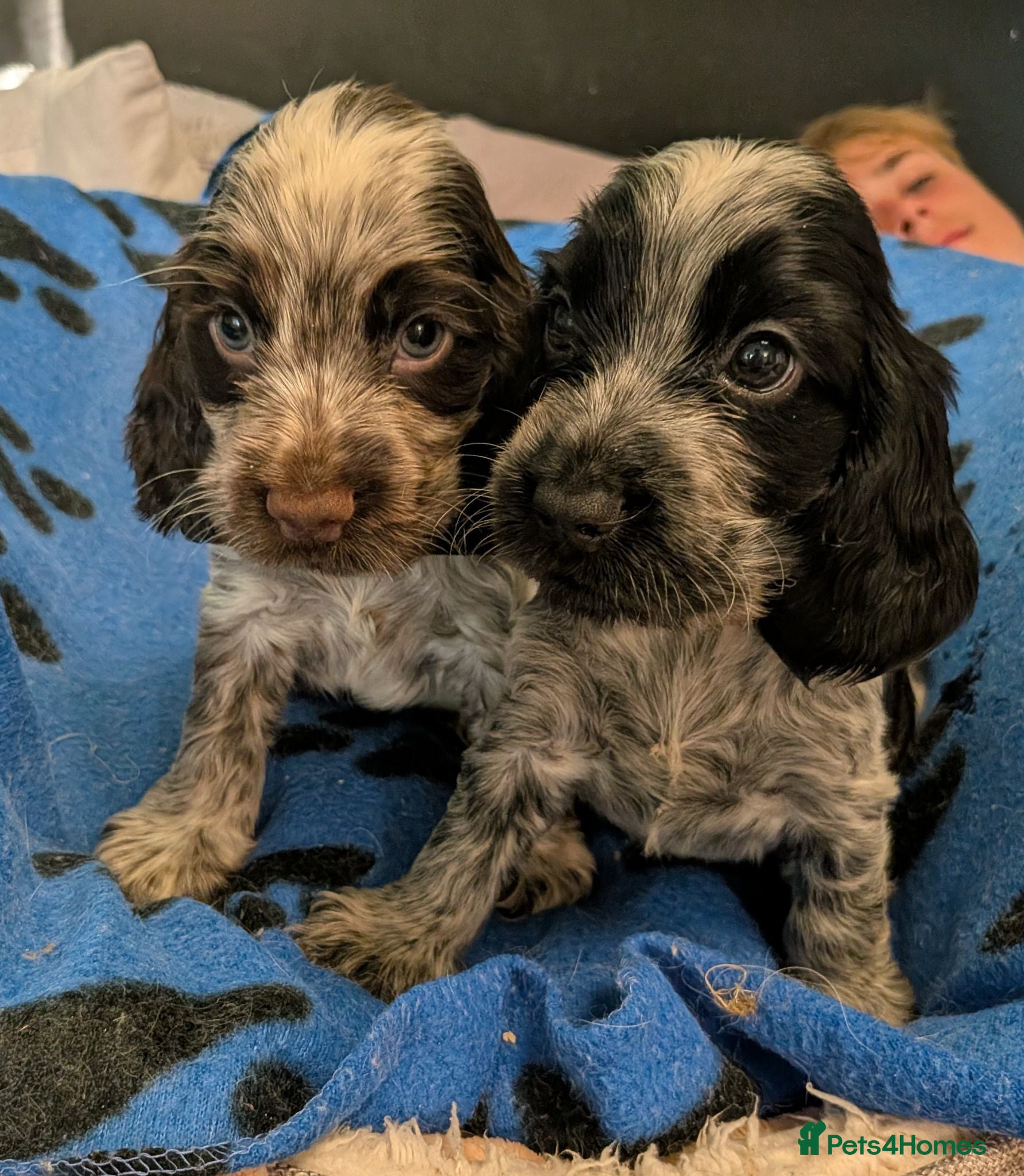Cocker Spaniel dogs KC Show Cocker Spaniel Pups Health Tested Parents - Advert 2