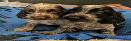 Cocker Spaniel dogs for sale: KC Show Cocker Spaniel Pups Health Tested Parents - Advert 13
