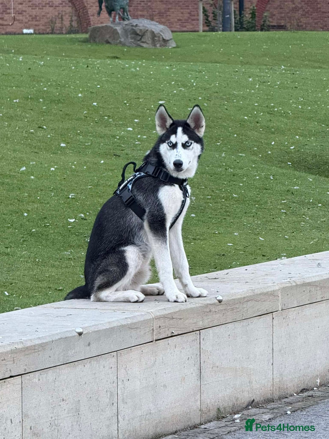 Siberian Husky dogs for sale: Siberian Husky - Advert 2