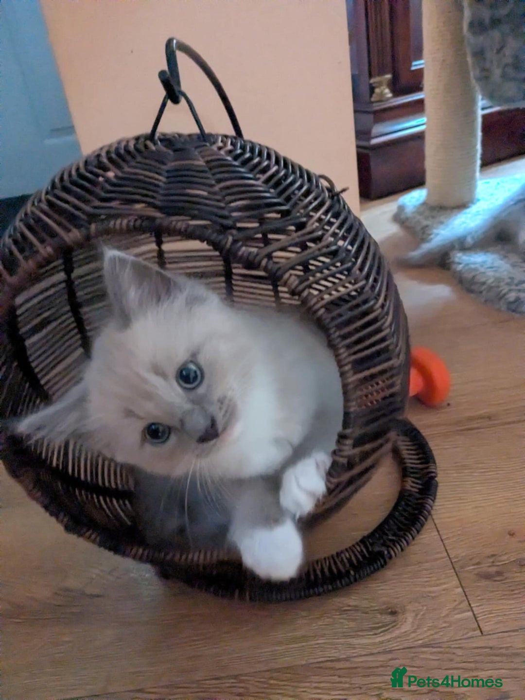 Ragdoll cats for sale: Surprisingly cute,smart Ragdoll. - Image 18