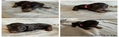Cockapoo Puppy 1