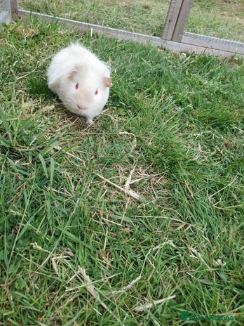 Guinea Pig rodents - Advert 6