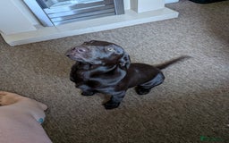 Mixed Breed dogs for sale: Chocolate vizslador - Image 3