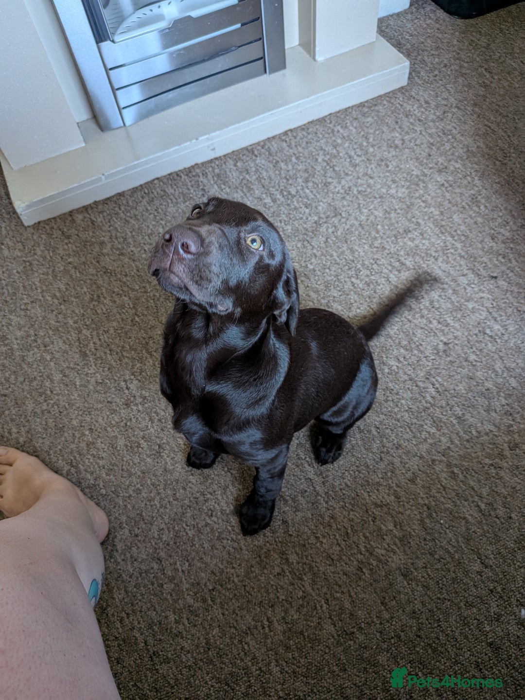 Mixed Breed dogs for sale: Chocolate vizslador - Image 3