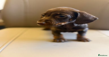 Dachshund dogs - Advert 13