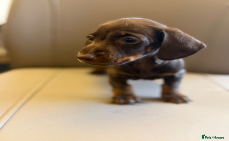 Dachshund dogs - Advert 3