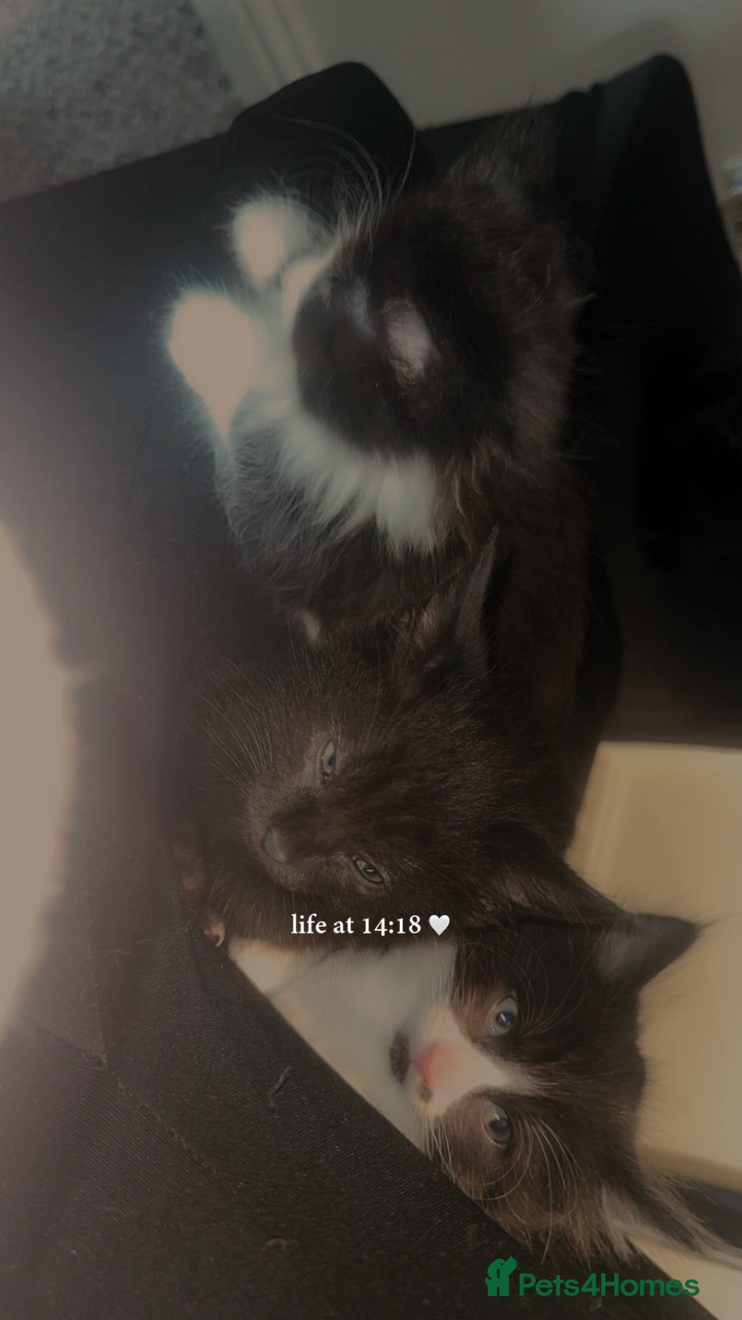 Mixed Breed cats for sale: PLS READ ADVERT! Black boy kittens  - Image 8