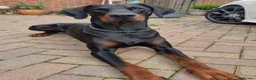 Dobermann dogs for stud: Gorgeous Full European Black & Tan Doberman in New Milton - Advert 2