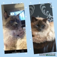Ragdoll cats several studs available 100% proven in Brighouse - Advert 24
