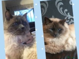 Ragdoll cats several studs available 100% proven in Brighouse - Advert 5