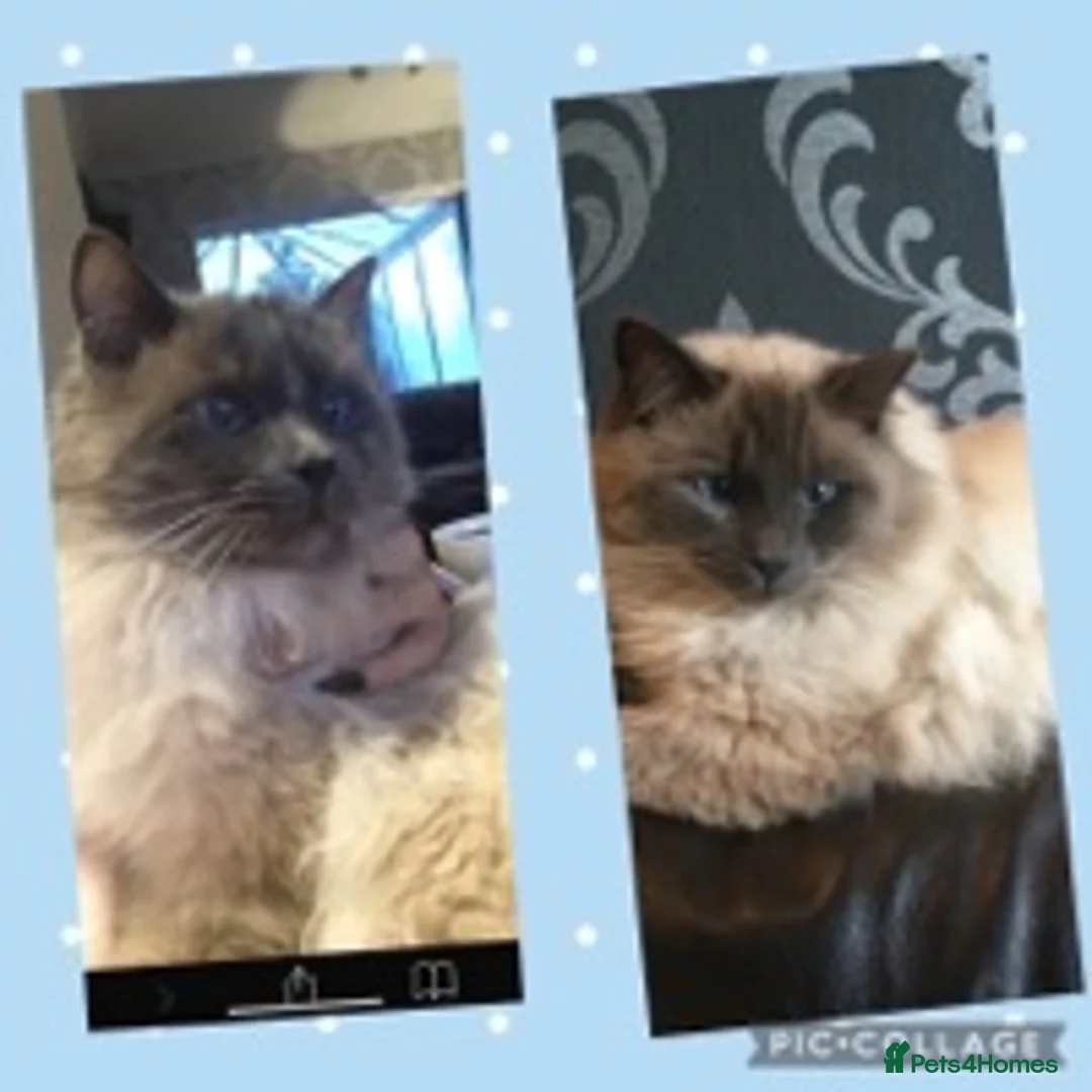 Ragdoll cats for stud: several studs available 100% proven in Brighouse - Advert 1