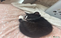 British Shorthair cats for sale: Gorgeous kittens for sale  - Image 9