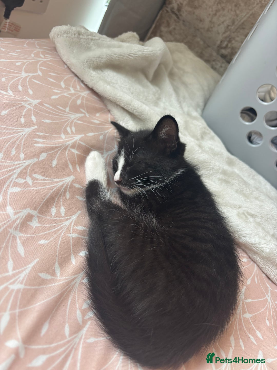 British Shorthair cats for sale: Gorgeous kittens for sale  - Image 9