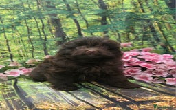 Pomapoo dogs for sale: 🩷ROSIE AND JIM💙 F1 POMAPOO BABIES - Image 6