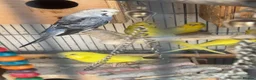 Budgerigars birds for sale: Budgies breeding pair  - Advert 6