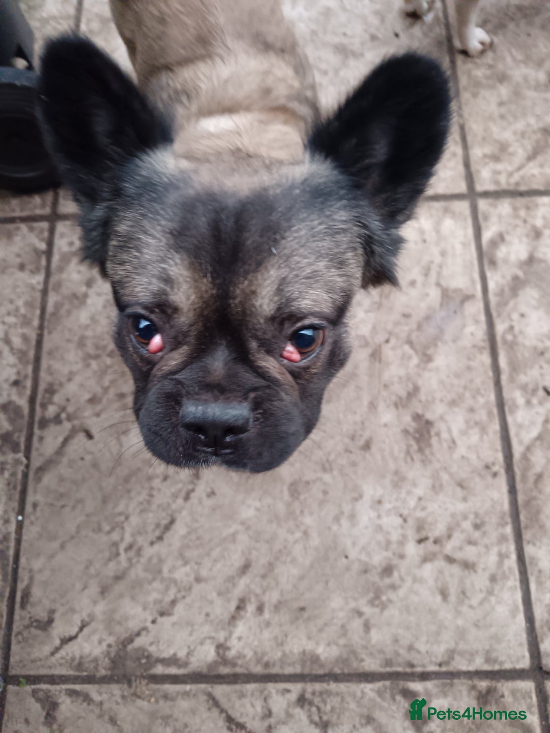 French Bulldog dogs for sale: 2 French bulldog  - Advert 1