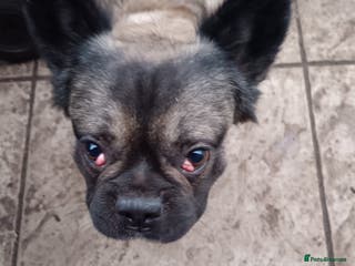 French Bulldog dogs 2 French bulldog - Advert 11