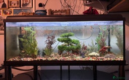 Mollies fish for sale: ACCEPT OFFERS Tropical Fish Tank 160 litters - Image 1