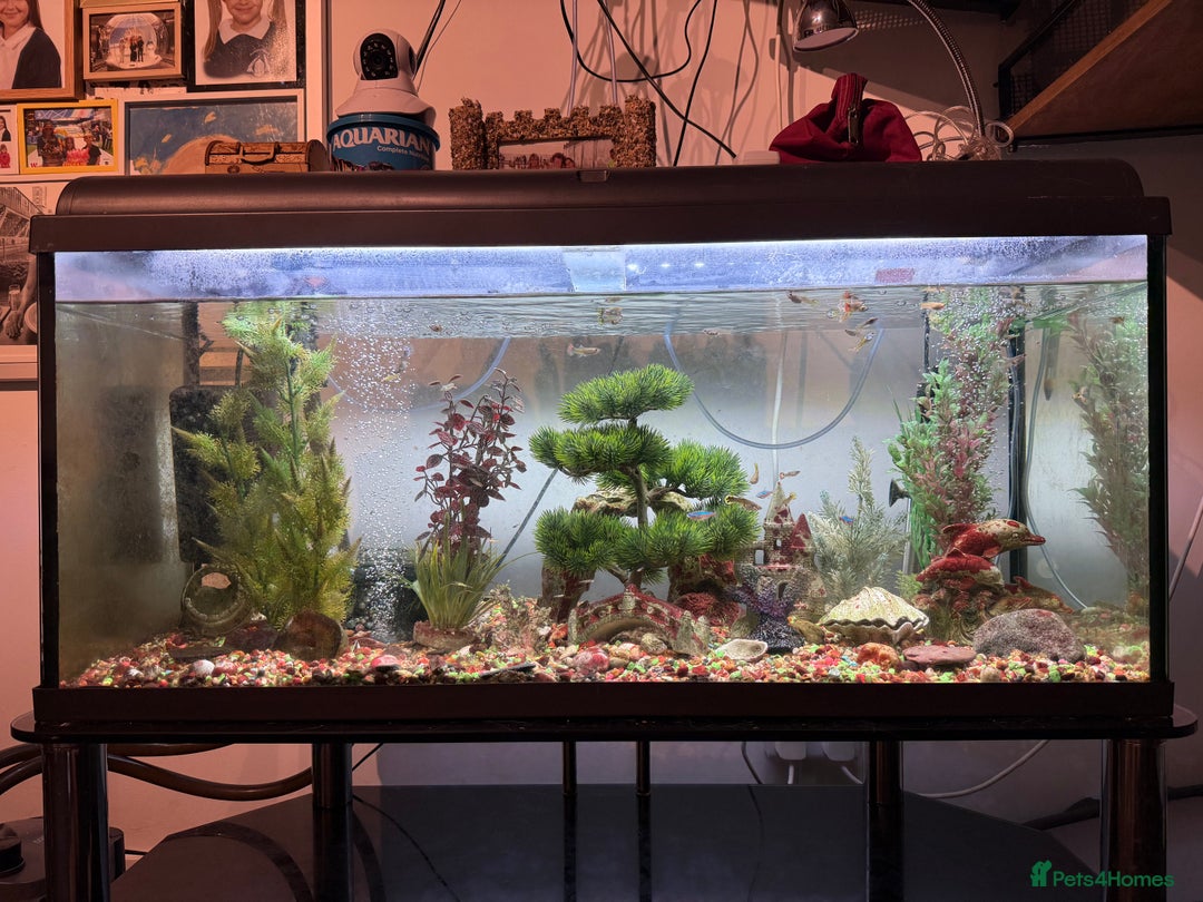 Mollies fish for sale: ACCEPT OFFERS Tropical Fish Tank 160 litters - Image 1