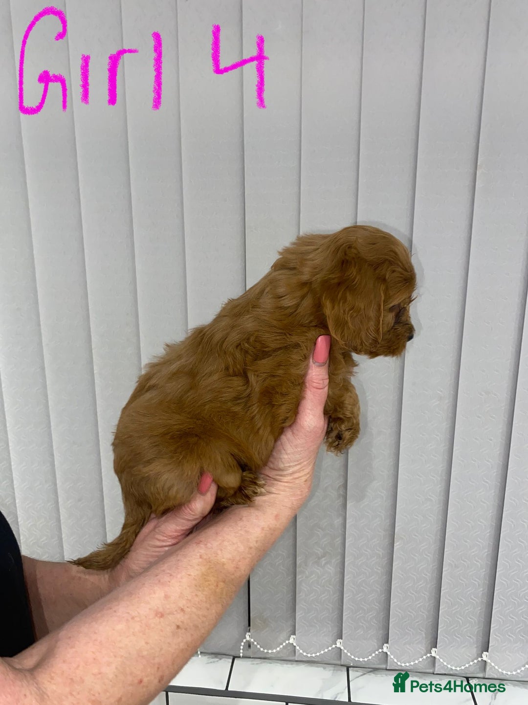Cockapoo dogs for sale: F1 Red Cockapoo Puppies  - Advert 2