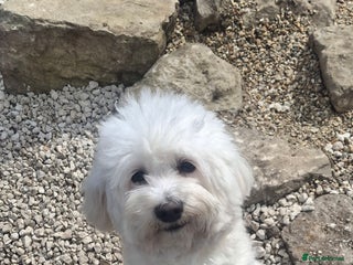 Maltese dogs - Advert 3