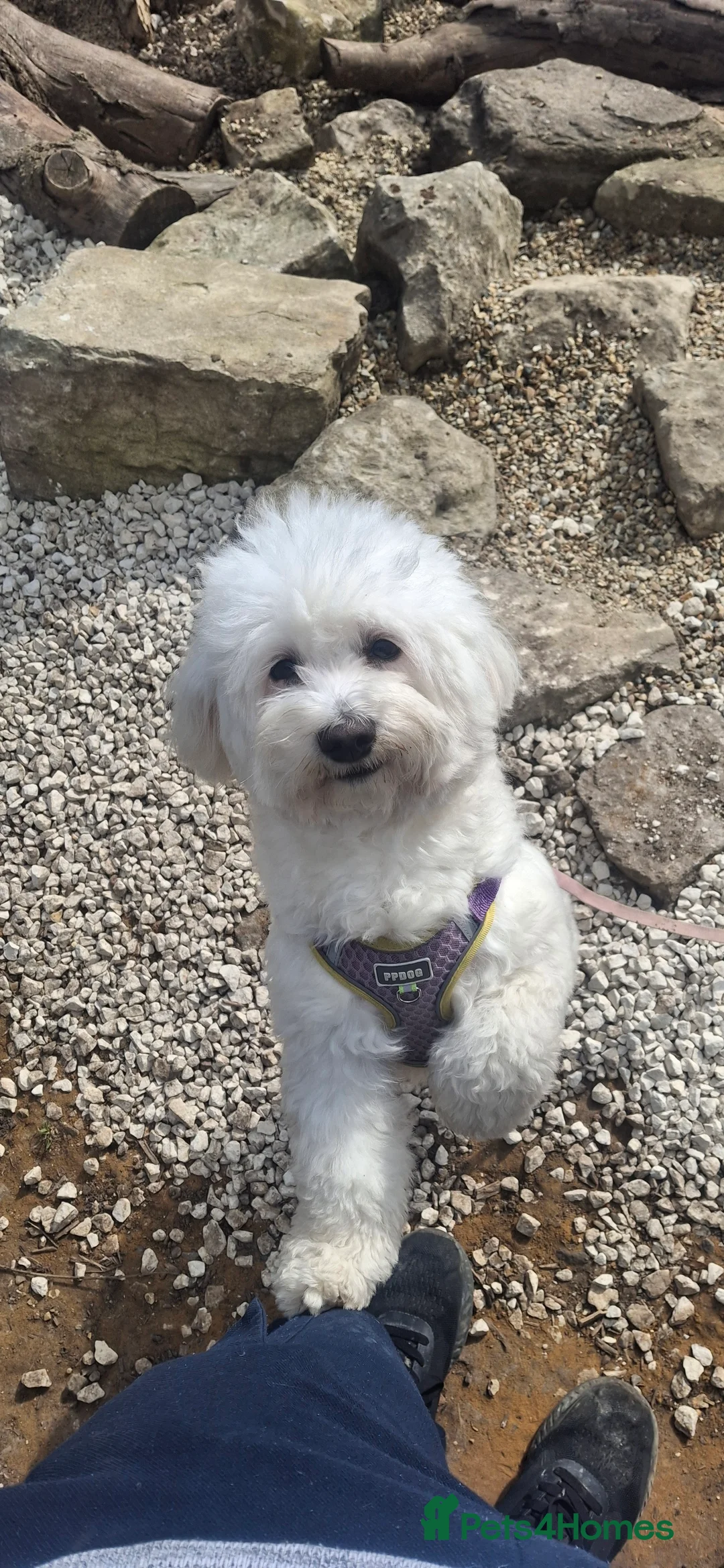 Maltese dogs for stud: Looking for stud for female maltese - Advert 1