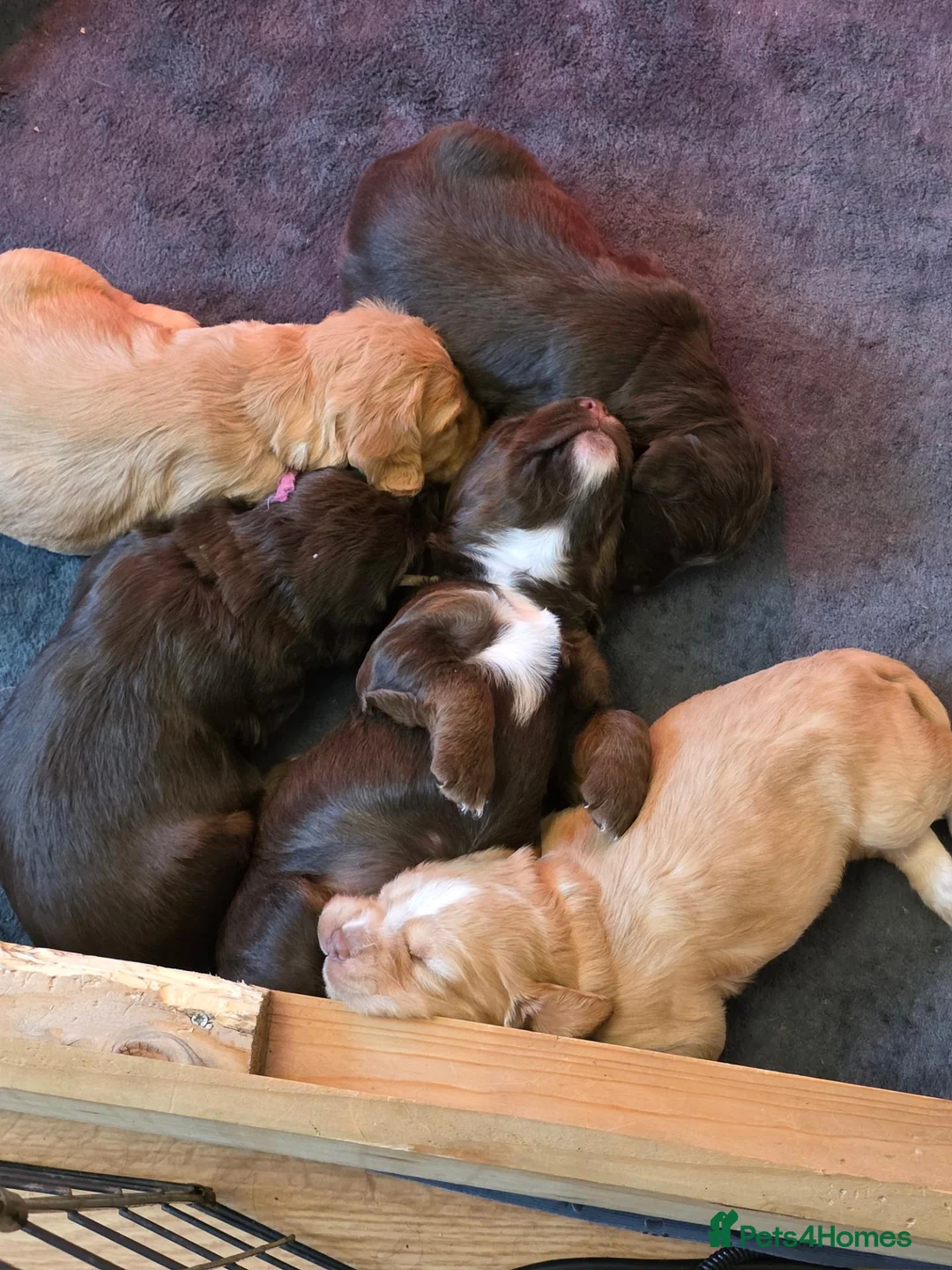 Cocker Spaniel dogs for sale: Beautiful proven cocker spaniels for sale - Advert 2