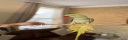 Parrots birds for sale: Derbyan and alexandrine parrot in Derby - Advert 4
