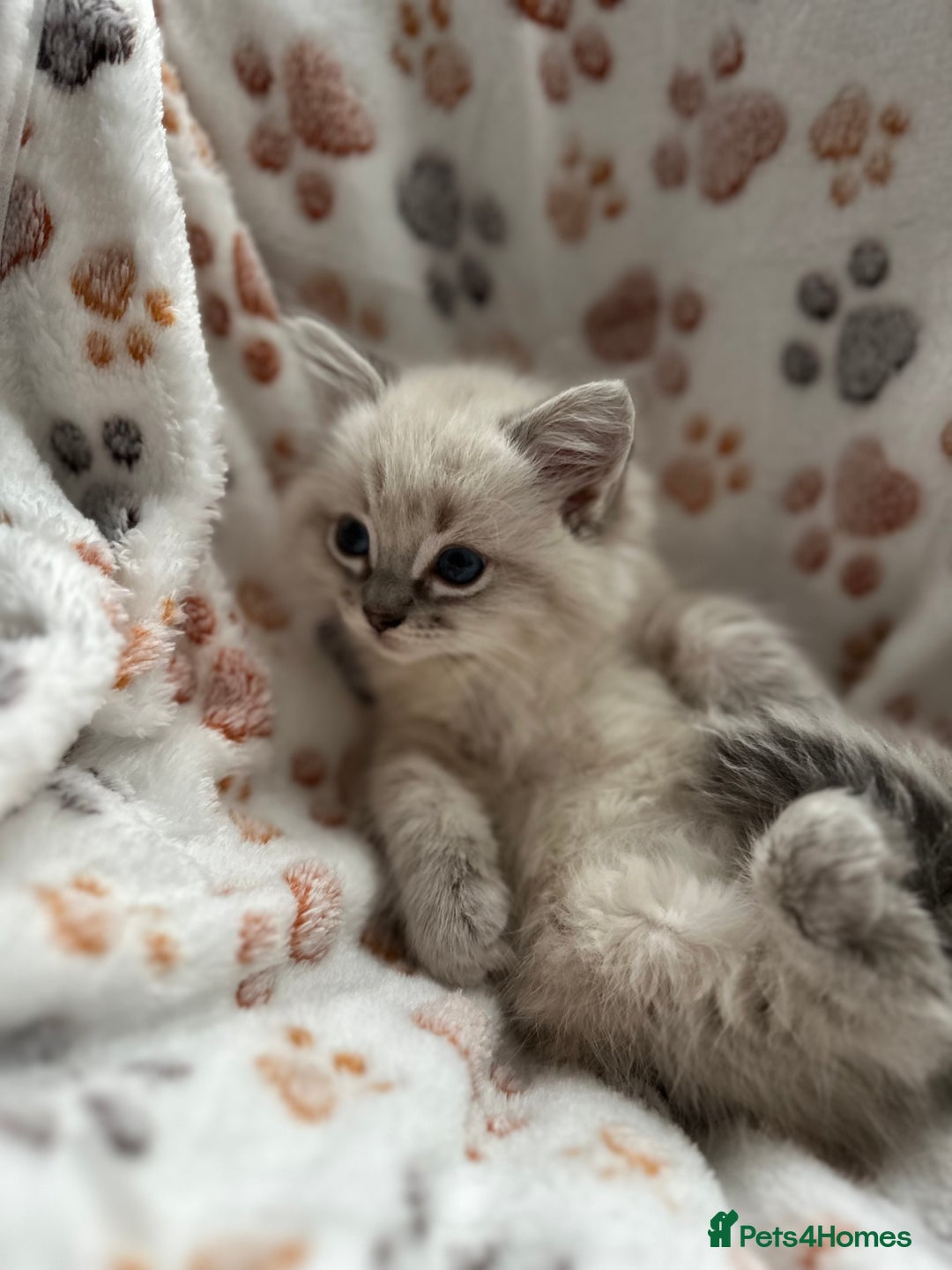 Ragdoll cats for sale: Gorgeous ragdoll kittens  - Advert 2