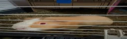 Guinea Pig rodents for sale: 2 yr old me guinea pig - Advert 2