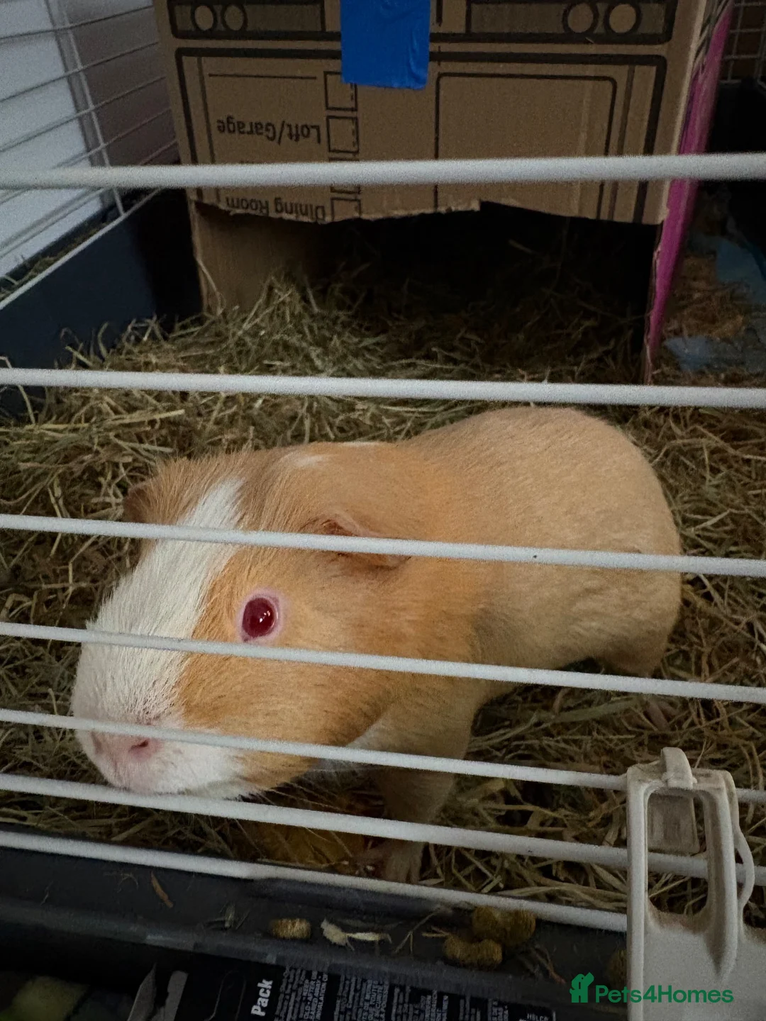 Guinea Pig rodents for sale: 2 yr old me guinea pig - Advert 2