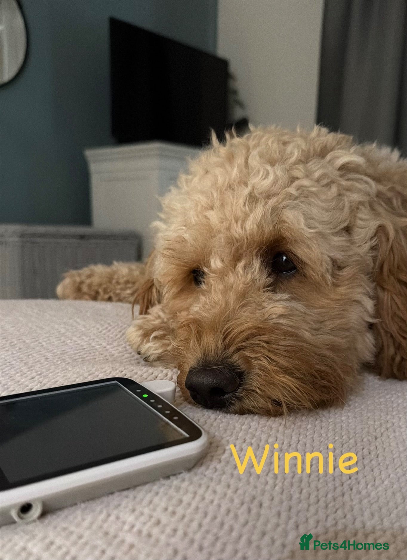 Mixed Breed dogs 🐾 Australian Double Doodle Puppies Expected 🐾 - Advert 2
