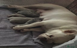 French Bulldog dogs for sale: 5 AMAZING QUAILITY FRENCE BULLDOG PUPS  - Advert 2