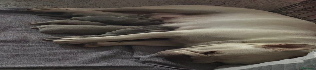 French Bulldog Puppy 1