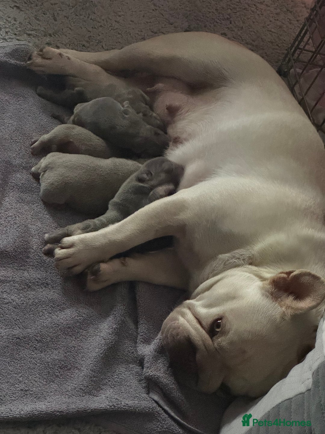 French Bulldog dogs for sale: 5 AMAZING QUAILITY FRENCE BULLDOG PUPS  - Advert 2