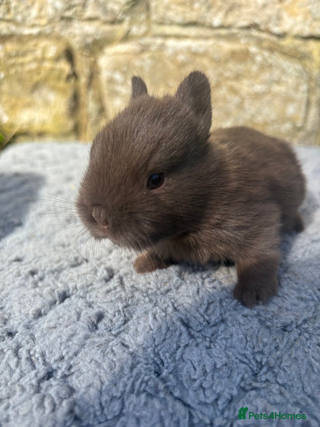 Netherland Dwarf rabbits for sale: 5 Sweet Netherland Dwarf bunnies  - Image 12