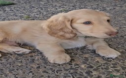 Miniature Dachshund dogs for sale: Strong Long Coat Mini Dachshunds!! - Image 2